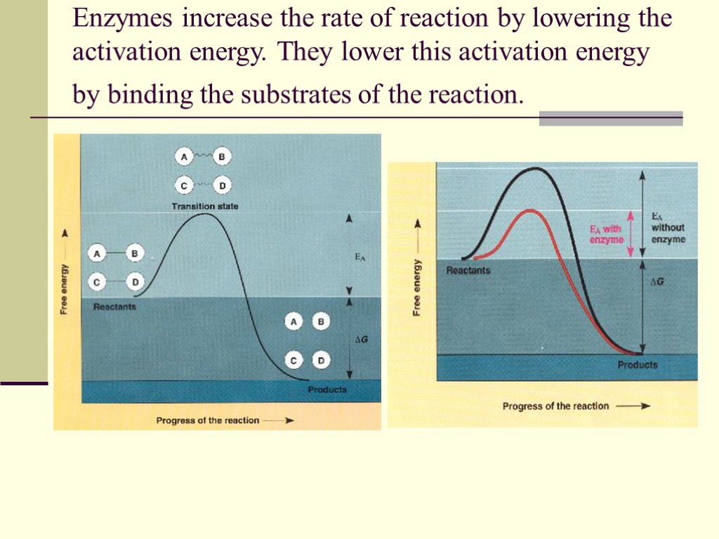 Enzymes increase the rate of reaction by lowering the activation energy. They lower this